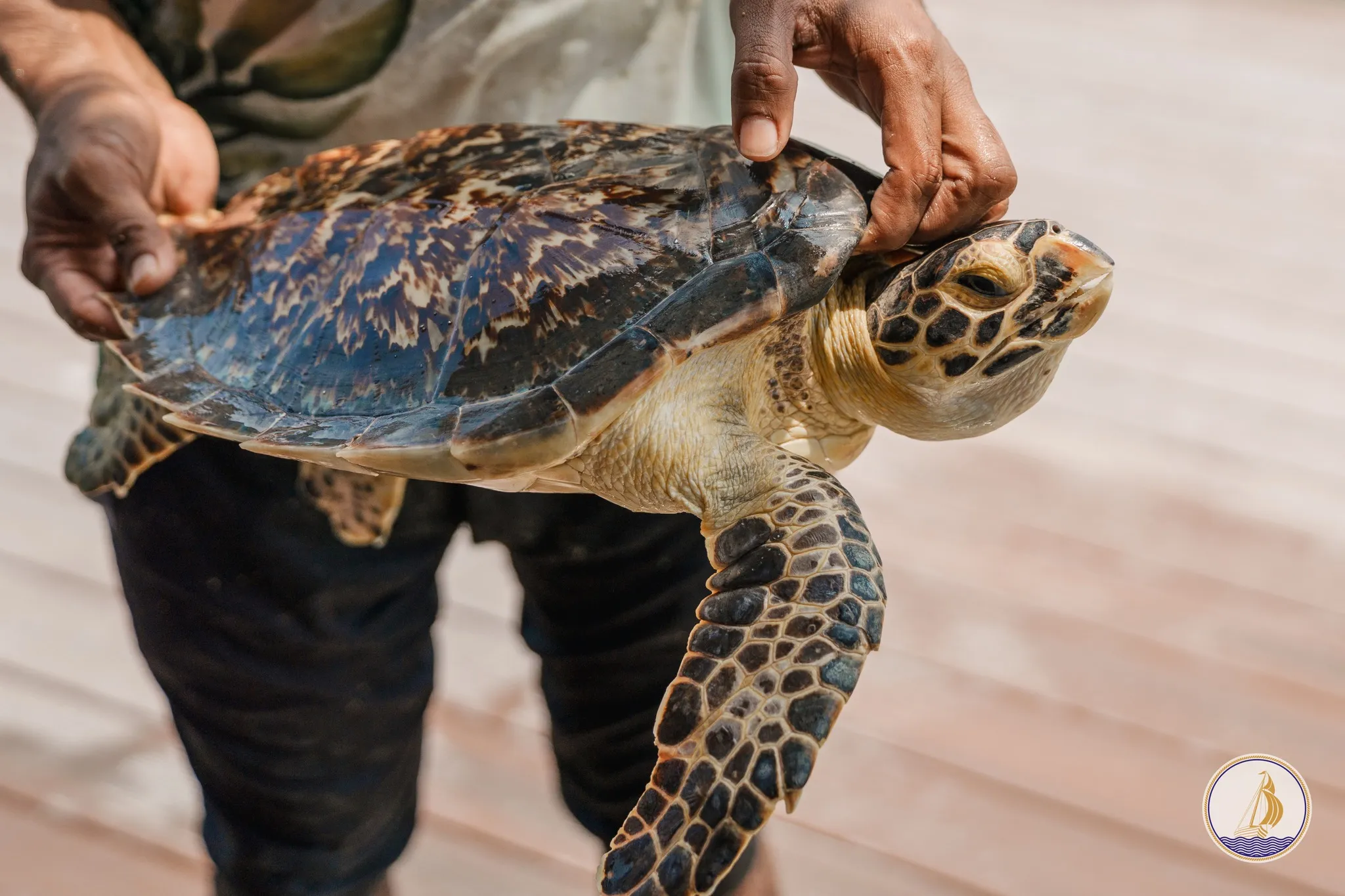 ކުޅުދުއްފުށީ މަށިކުޅި ތެރޭގައި އޮތް ކަހަނބެއް ސަލާމަތްކޮށް މޫދަށް ދޫކޮށްލައިފި