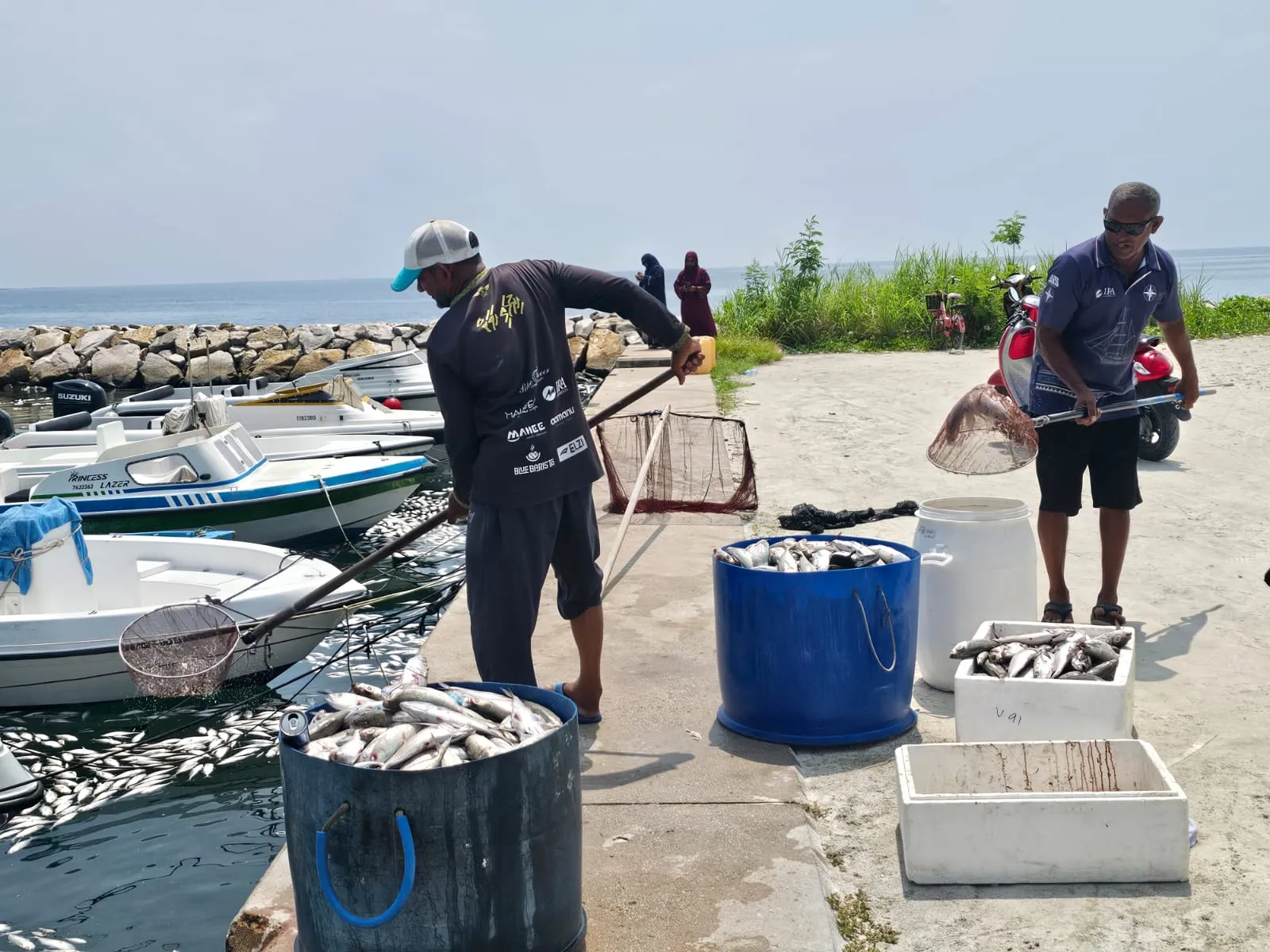 ރ. މީދޫ ބަނދަރު ތެރެއިން މަރުވެފައިވާ 5 ޓަނުގެ މުށިމަސް ނަގައިފި
