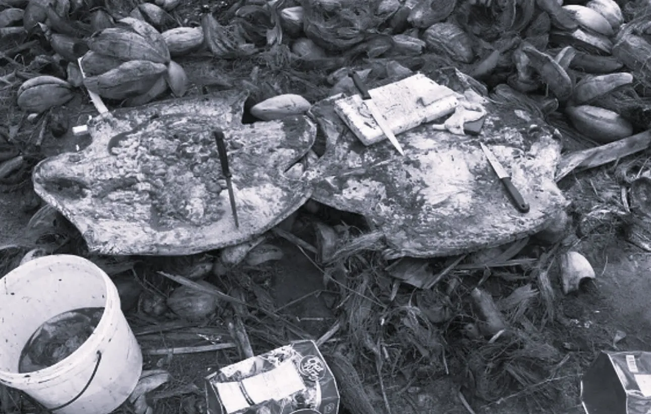 From the 2023 case of sea turtle slaughtering (Photo/Police)