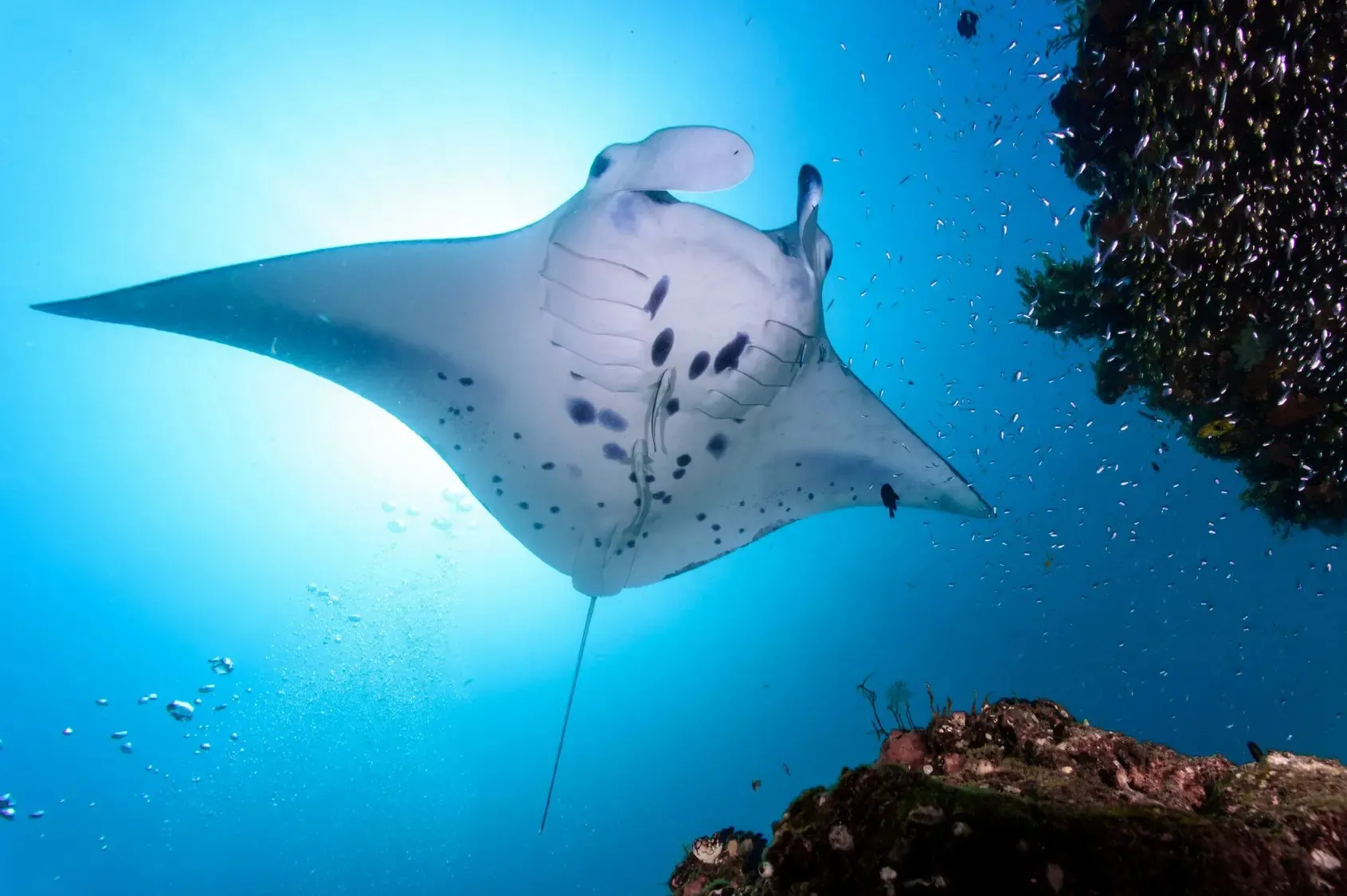 Manta Ray Tourism Generates Over US$311 Million Annually for Maldives, Study Finds