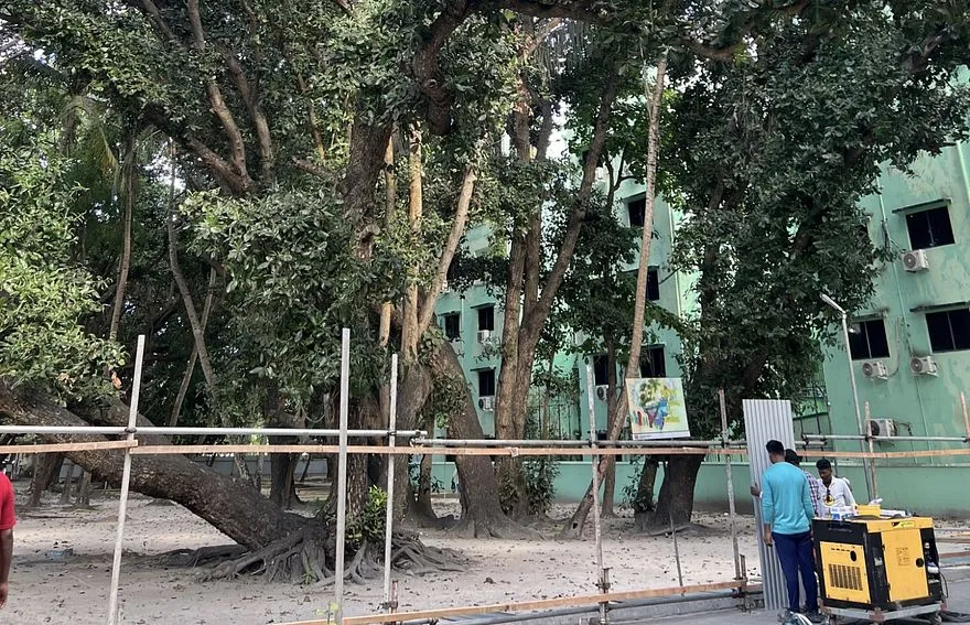 ވިލިމާލޭ ފުނަވާގައި ހުރި ގަސް .-- ފޮޓޯ: ނުހަފުރި/އެކްސް