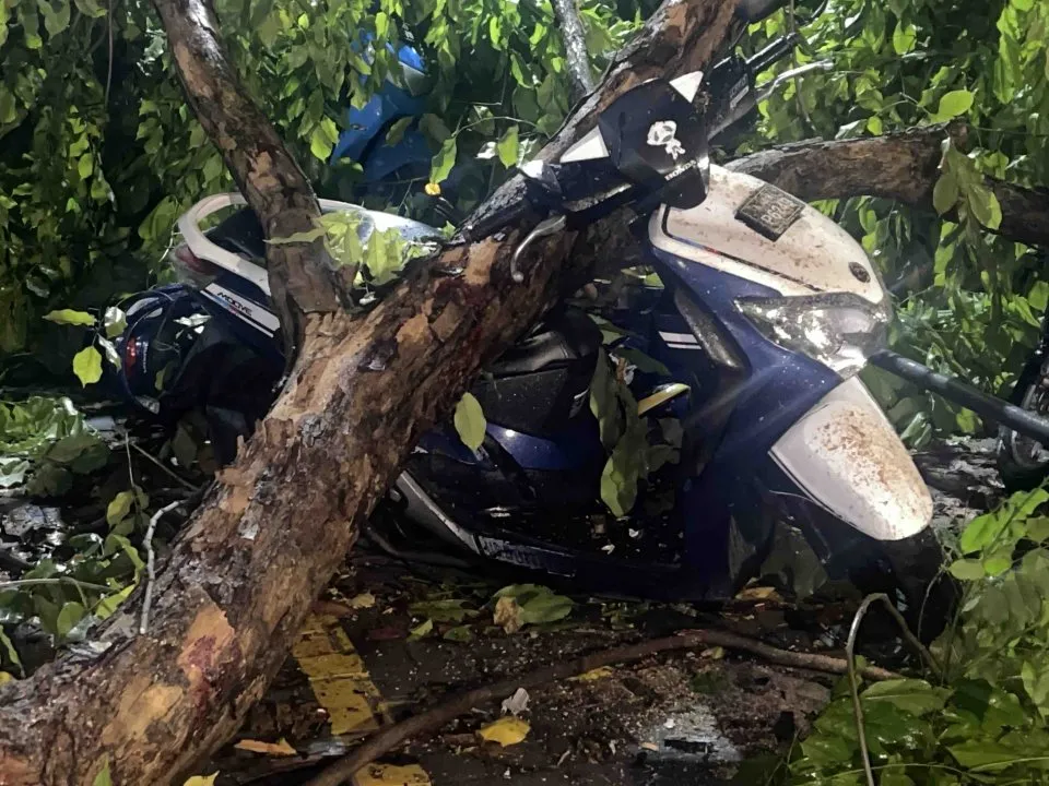 ގަހެއްގެ ގޮފިތަކެއް ވެރި، ގެއްލުންވި ސައިކަލެއް - ފޮޓޯ: ވީނިއުސް