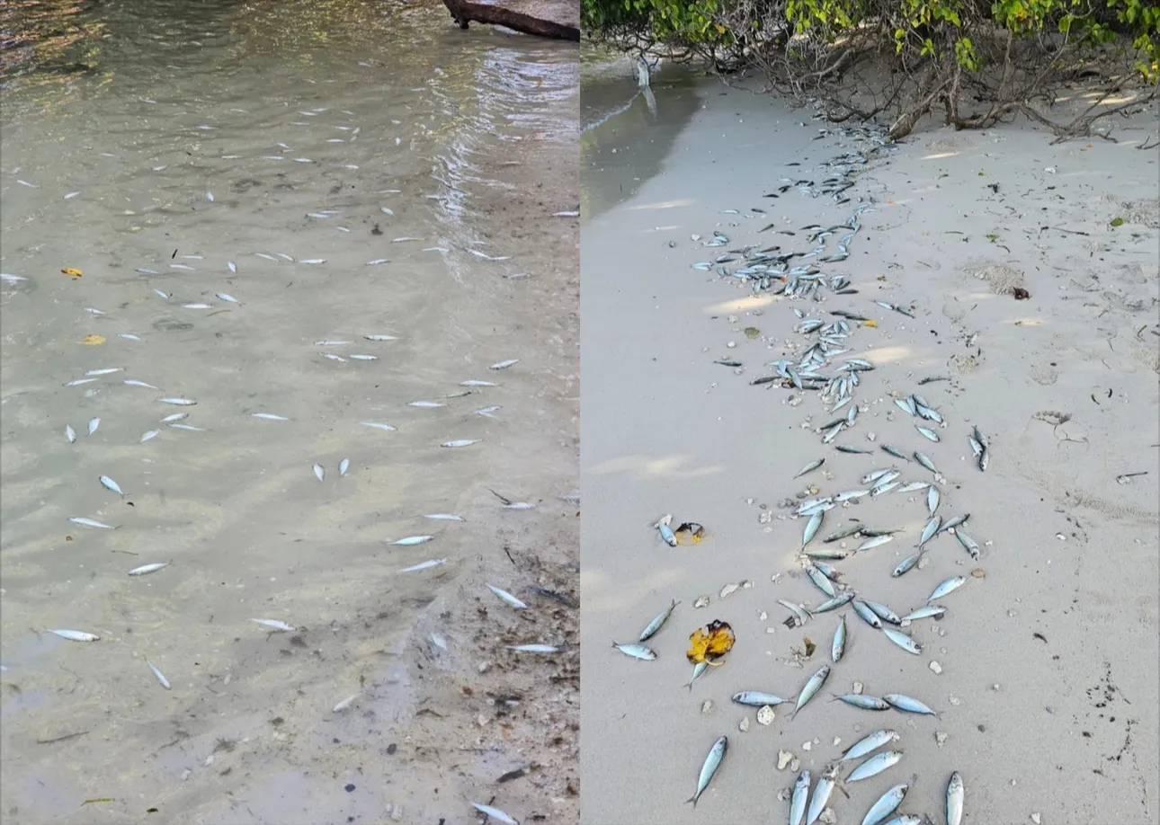ކެންދޫ ގޮނޑުދޮށަށް މަރުވެފައިވާ ގިނަ އަދަދެއްގެ މުށިމަސް ލައްގަނީ