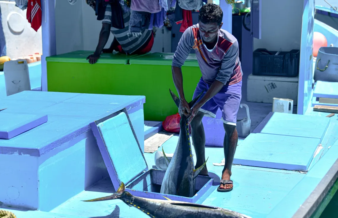 ފަޅުވެރިން ލިބުން ދަތިވެ ދޯނިފަހަރު ފުރަން ދަތިވެއްޖެ: ކަންނެލި މަސްވެރިންގެ ޔޫނިއަން
