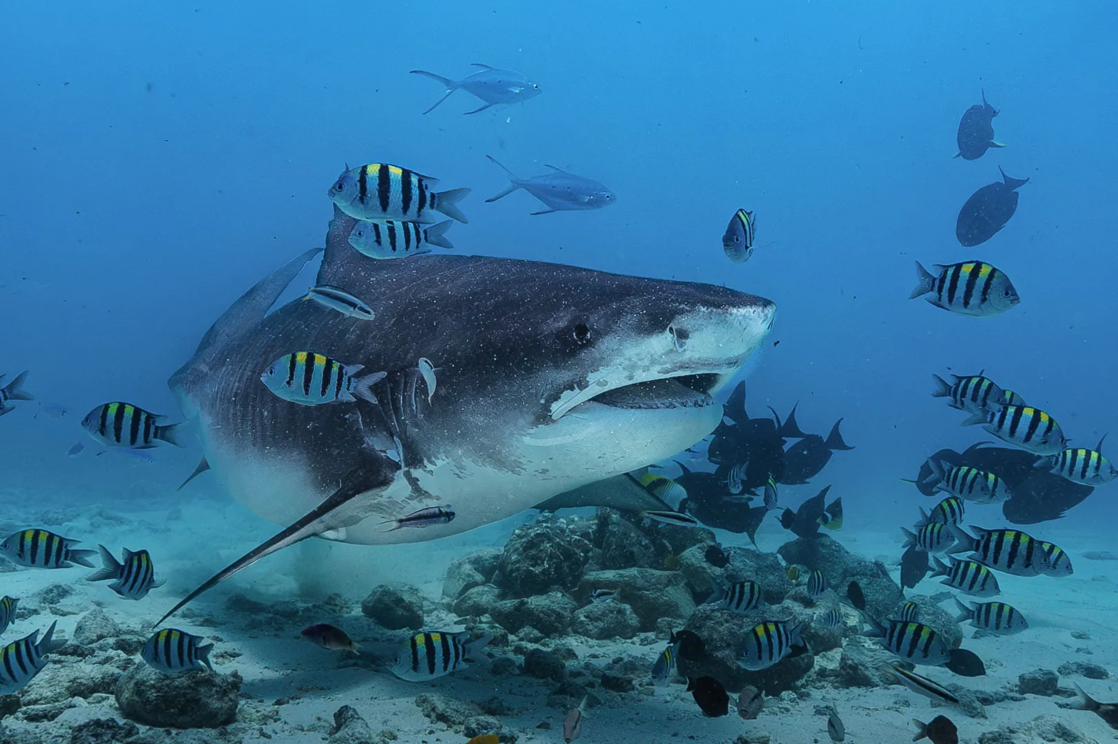 Fuvahmulah’s Shark Point (Photo/ Shark School of Fuvahmulah)