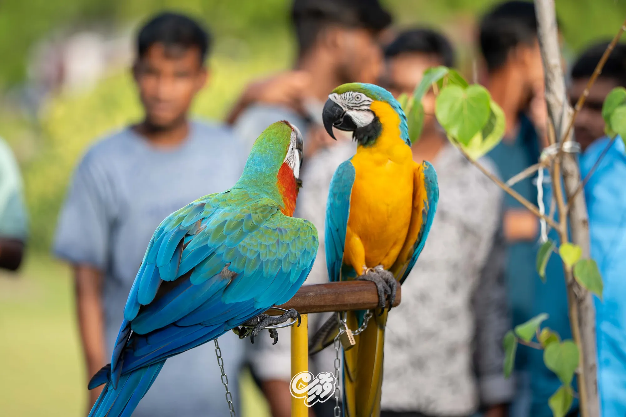 ދުނިޔޭގެ ޖަނަވާރުންގެ ދުވަސް ފާހަގަކުރުމަށް ހުޅުމާލޭގައި ބޭއްވި ހަރަކާތް