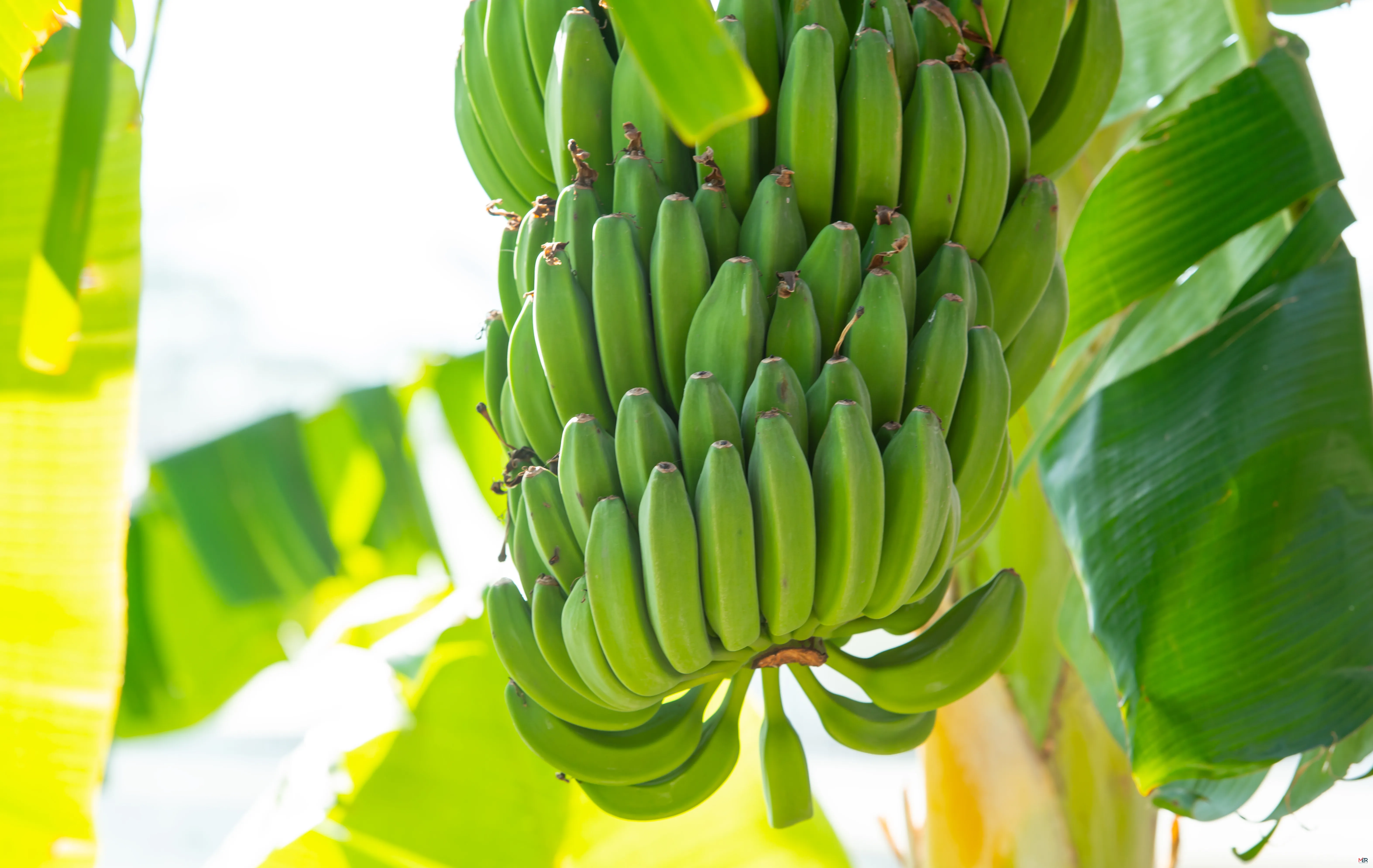 Maldives Targets 50% Rise in Banana Production to Cut Imports