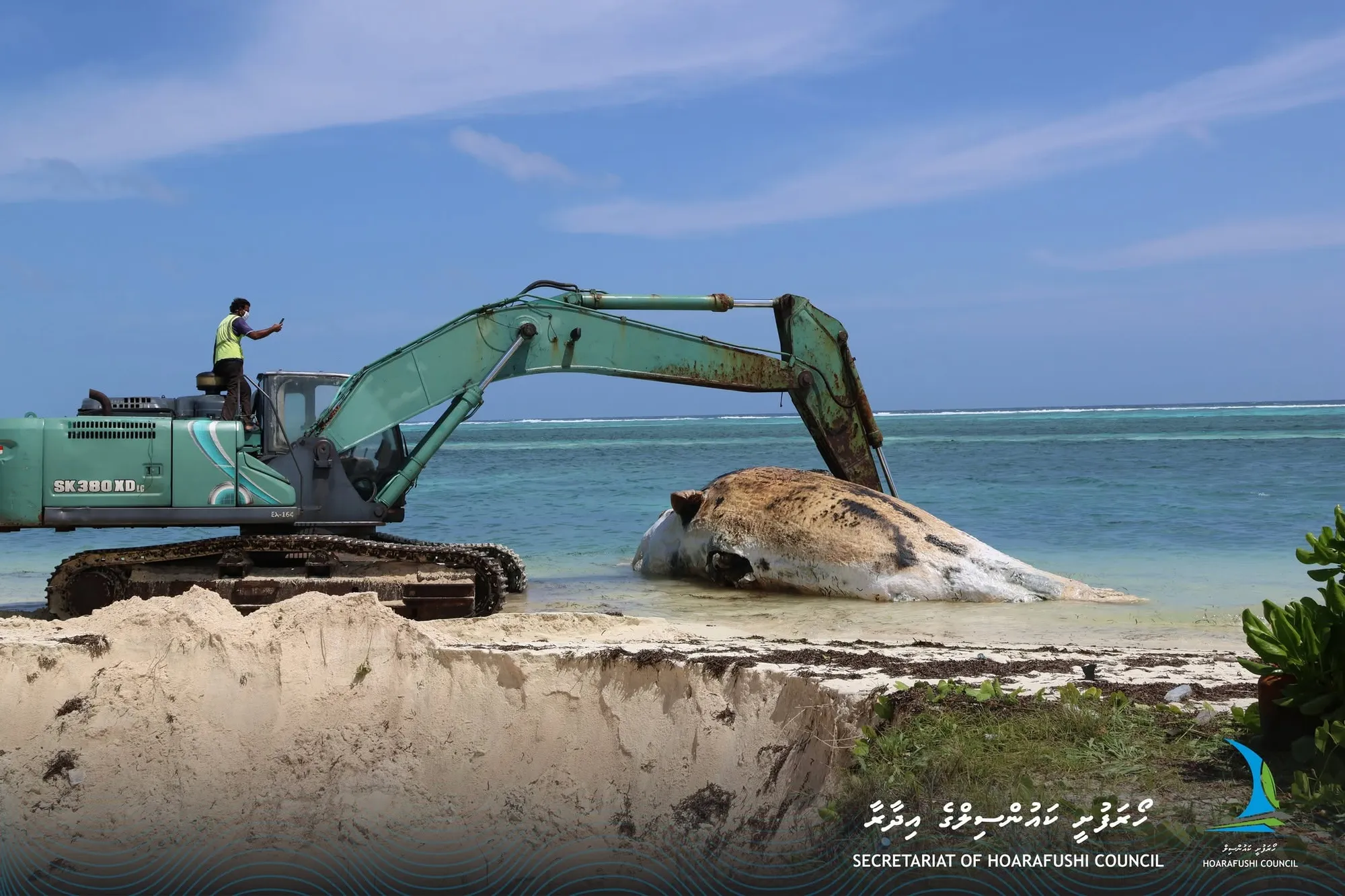 ހޯރަފުށީ ފަރުމައްޗަށް ބޮޑުމަހެއް ލައްގައިފި