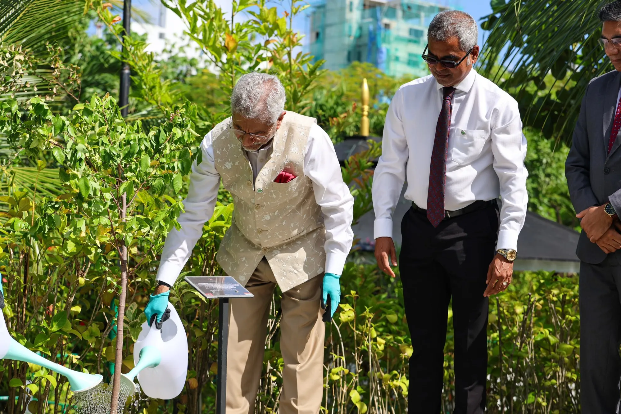 ޖައިޝަންކަރު ރާއްޖޭގައި ކާމަރަނގަ ގަހެއް އިންދަވަނީ-- ފޮޓޯ: މިނިސްޓްރީ